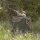 REALTREE Basic Tarnnetz – 3 × 2,4 m