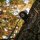 SPYPOINT CA-01 Mobilfunkantenne – 4,6 m
