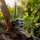 SPYPOINT FLEX E-36 Wildkamera – Einzel- und 2er-Pack