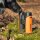 GPO  PASSION ED 10x42 Fernglas Orange