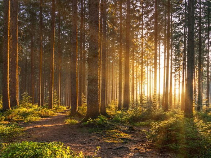 Die letzten Sonnenstrahlen sind durch die Bäume im Wald zu sehen. 