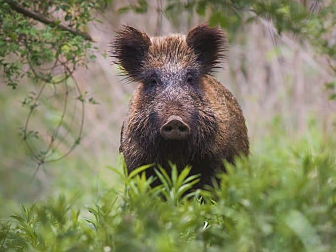 Im Gebüsch hinter den Blättern steht Wild.