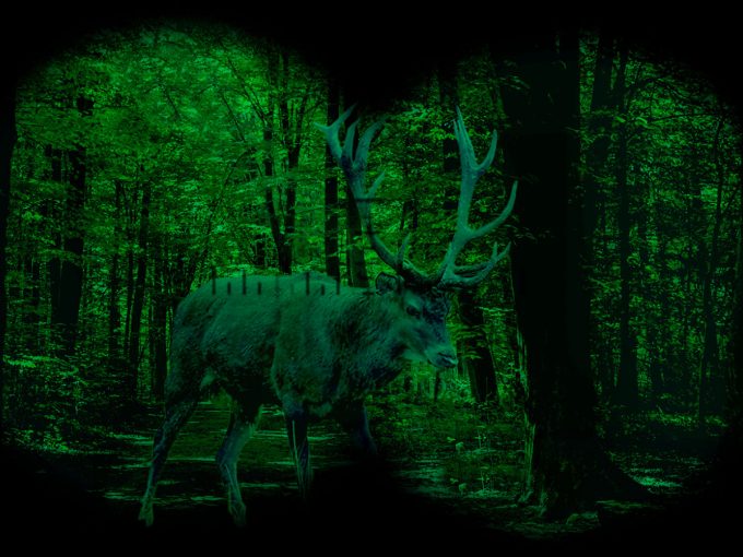 Ein Hirsch steht in einem Wald und wird mit Hilfe eines Nachtsichtgeräts beobachtet. 