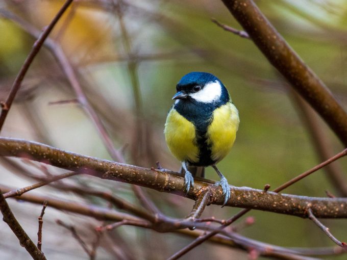 Ein Vogel mit gelben und blauen Gefieder sitzt auf einem Ast.
