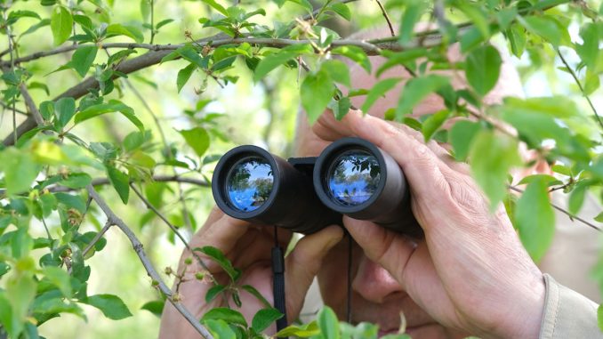 fernglas-ratgeber-objektivdurchmesser-mann-steht-im-gebüsch-und-beobachtet-mit-seinem-fernglas